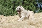 BOUVIER DES ARDENNES 002